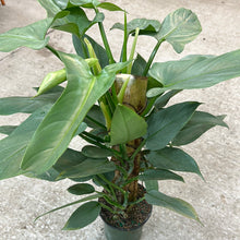 Load image into Gallery viewer, Philodendron Silver Sword Totem 6&quot;