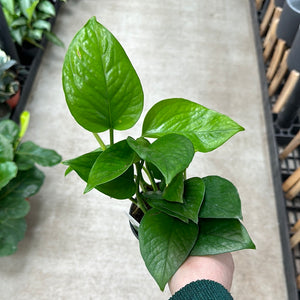 Epipremnum Jade 4" - Jade Pothos