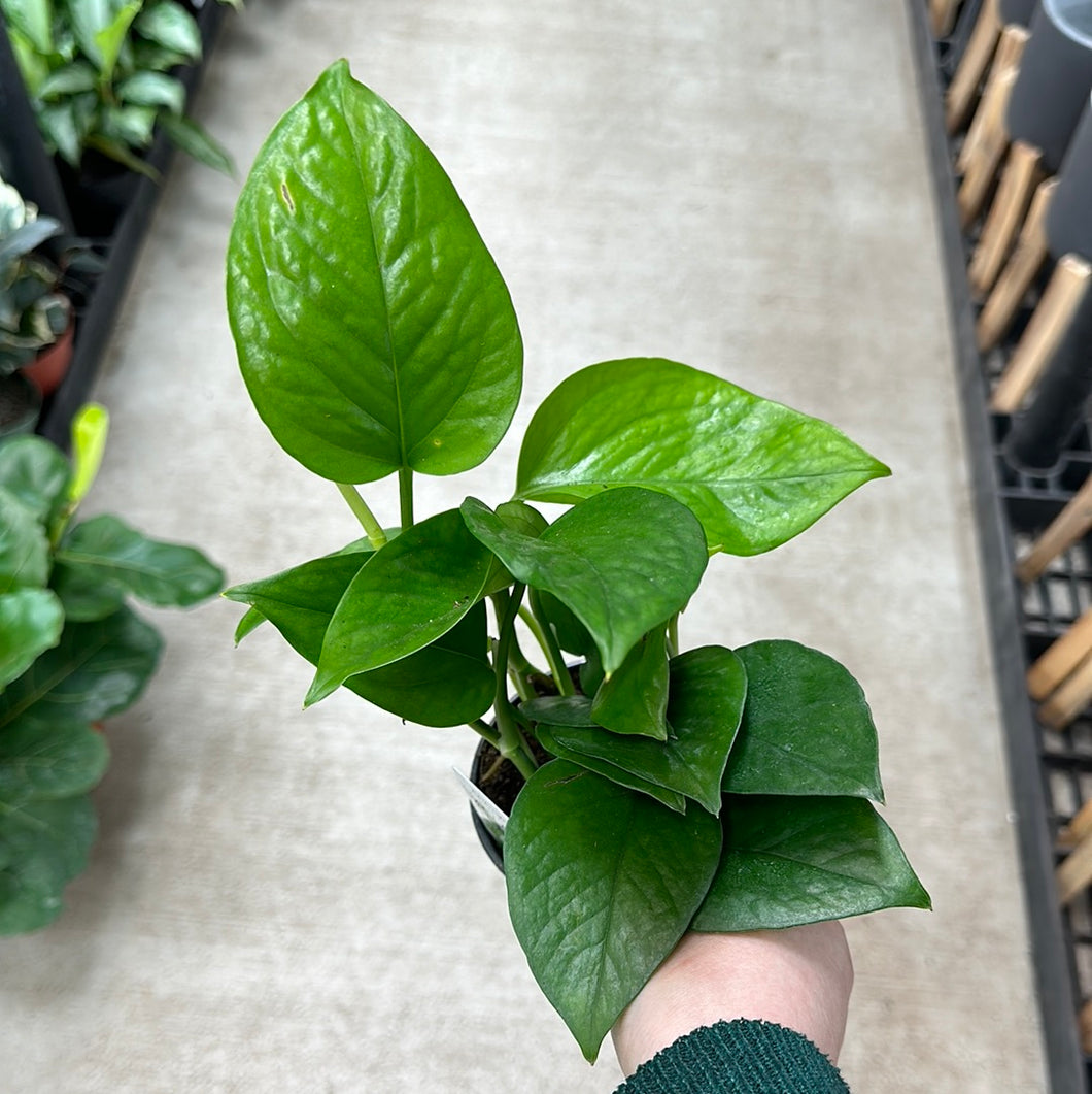 Epipremnum Jade 4