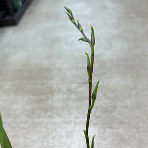 Aliceara Pacific Nova