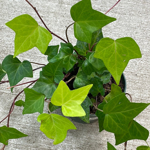 Headera algeriensis 'Neon' 6" - Neon Algerian Ivy