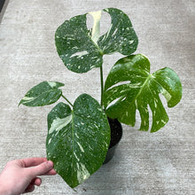 Load image into Gallery viewer, Monstera Thai Constellation Large 6&quot; - Plant &quot;D&quot;