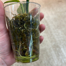 Load image into Gallery viewer, Epipremnum amplissimum variegata &#39;Cup A&#39;
