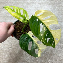 Load image into Gallery viewer, Monstera Adansonii Variegata Aurea 4&quot; Plant C
