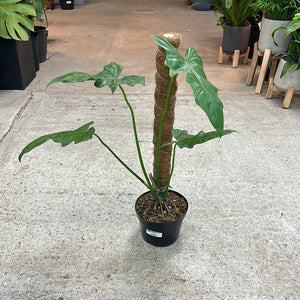 Philodendron Golden Dragon 6"