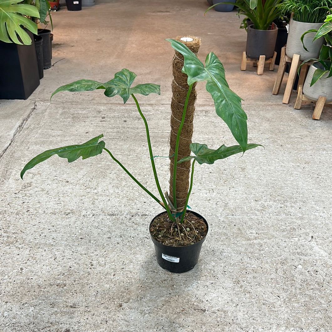 philodendron golden dragon narrow form Philodendron Golden Dragon 6" – Kent East Hill Nursery