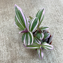 Load image into Gallery viewer, Tradescantia &#39;Nanouk&#39; 4&quot;