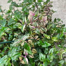 Load image into Gallery viewer, Tradescantia sp. 10&quot; HB - Inch Plant