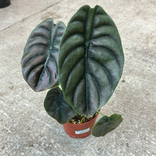 Load image into Gallery viewer, Alocasia cuprea &#39;Red Secret&#39; 6&quot;