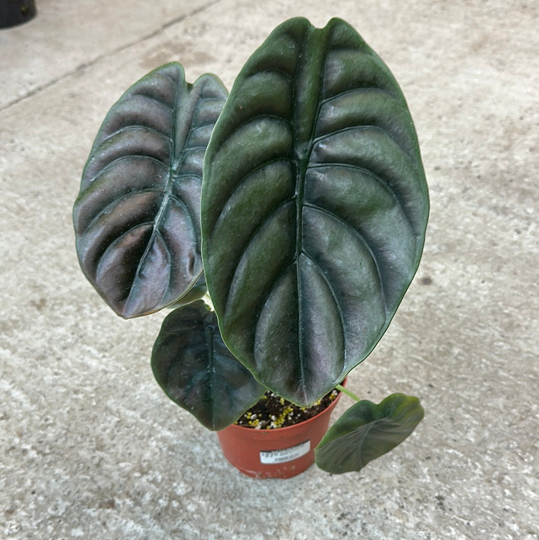 Alocasia cuprea 'Red Secret' 6