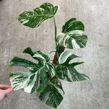 Load image into Gallery viewer, Monstera Albo 6&quot; - Plant E