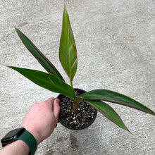 Load image into Gallery viewer, Musa aeae 4&quot; - Variegated Banana Plant