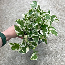 Load image into Gallery viewer, Epipremnum &#39;Pearls N Jade&#39; 6&quot; - Pothos