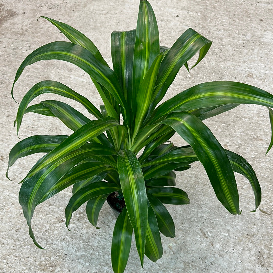 dracaena fragrans hawaiian sunshine Dracaena Hawaiian Sunshine 6