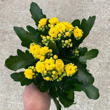 Load image into Gallery viewer, Kalanchoe &#39;Assorted&#39; 4&quot;