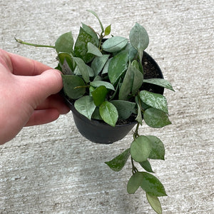 Hoya krohniana 'Super Silver' 4"