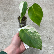Load image into Gallery viewer, Monstera Albo Cup B