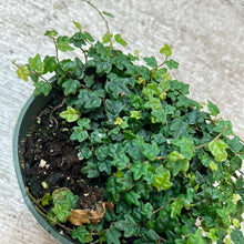 Load image into Gallery viewer, Ficus Quercifolia 4&quot; - String of Frogs