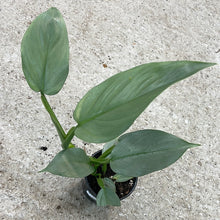 Load image into Gallery viewer, Philodendron &#39;Silver Sword&#39; 4&quot;