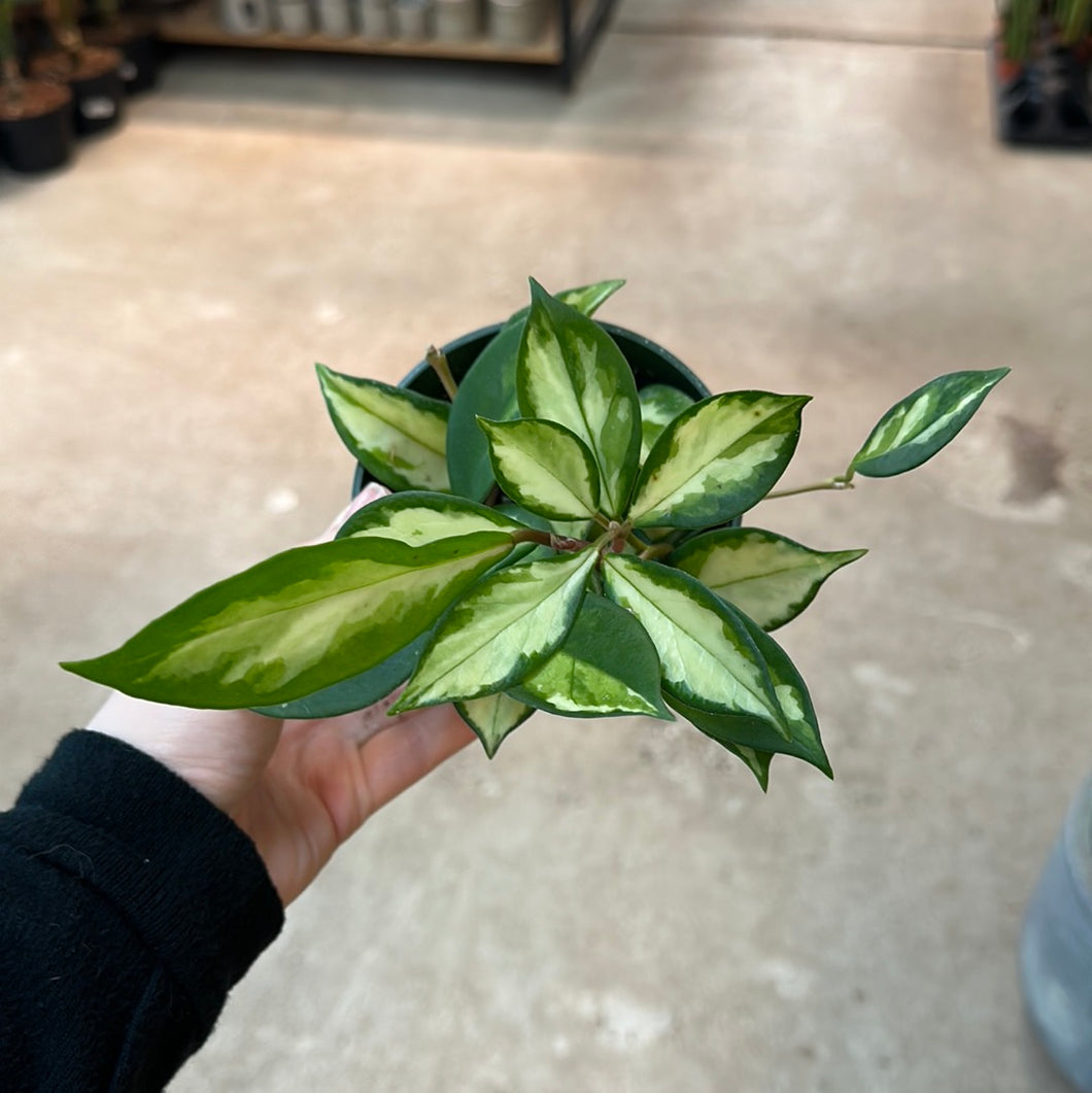 Hoya carnosa Krimson Princess 4