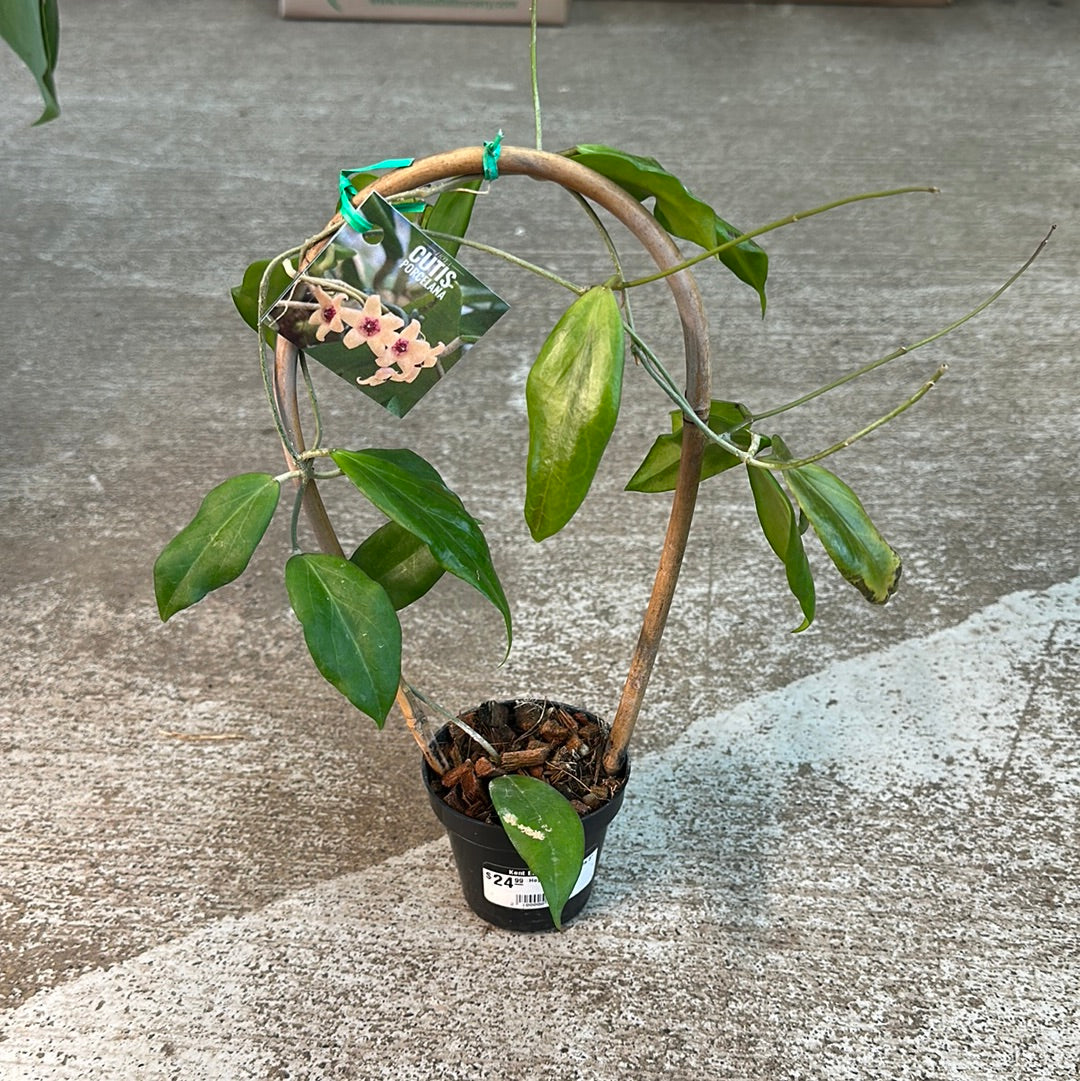736 ホヤ クティス ポルセラナ Hoya cutis porucelana 吊り鉢仕立て 大