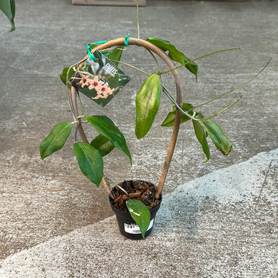 Hoya cutis porcelana 3