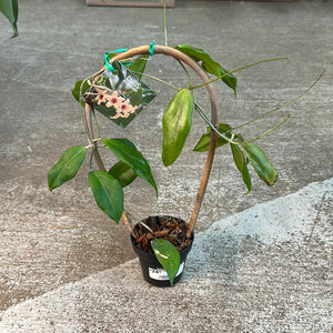 Hoya cutis porcelana 3"