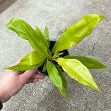 Load image into Gallery viewer, Philodendron Ring of Fire Golden 4&quot;