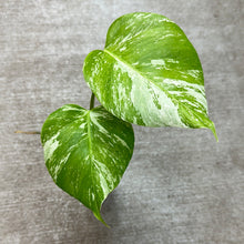 Load image into Gallery viewer, Monstera Albo Cup G