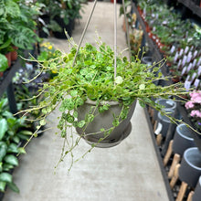 Load image into Gallery viewer, Peperomia Prostrata 4.5&quot; - String of Turtles