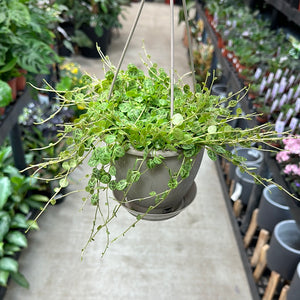 Peperomia Prostrata 4.5" - String of Turtles