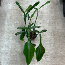 Load image into Gallery viewer, Philodendron Joepii 6&quot;