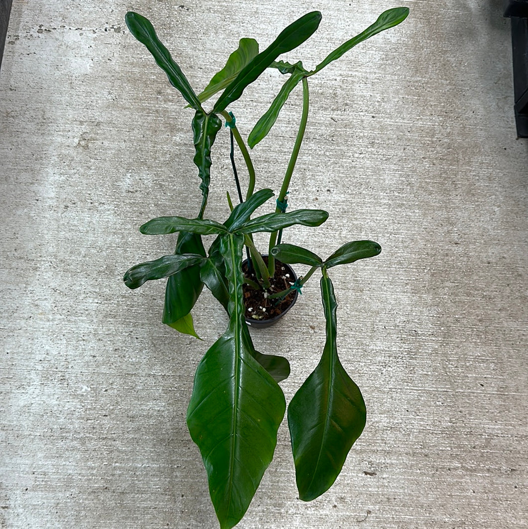 Philodendron Joepii 6