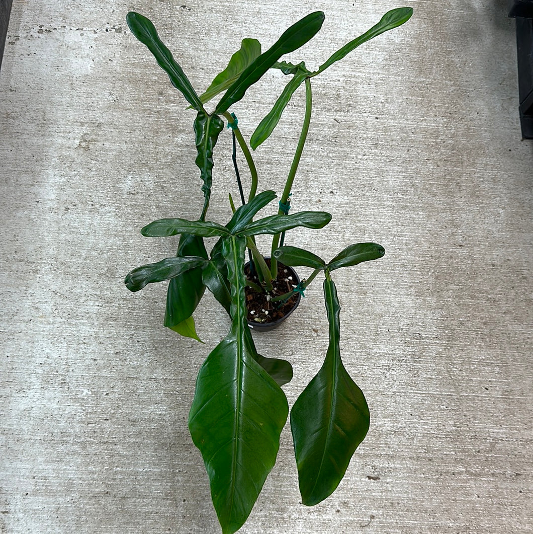 philodendron joepie for sale Philodendron Joepii 6" – Kent East Hill Nursery