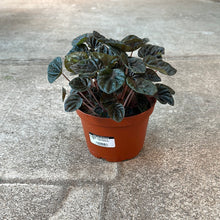 Load image into Gallery viewer, Peperomia sp. 6&quot; - Ripple Peperomia