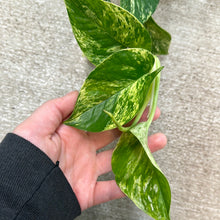 Load image into Gallery viewer, Epipremnum &#39;Marble Queen&#39; 6&quot; - Marble Queen Pothos