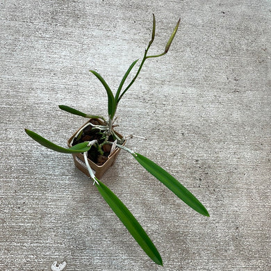 B. nodosa ‘Remar’ x ‘Mas Major’
