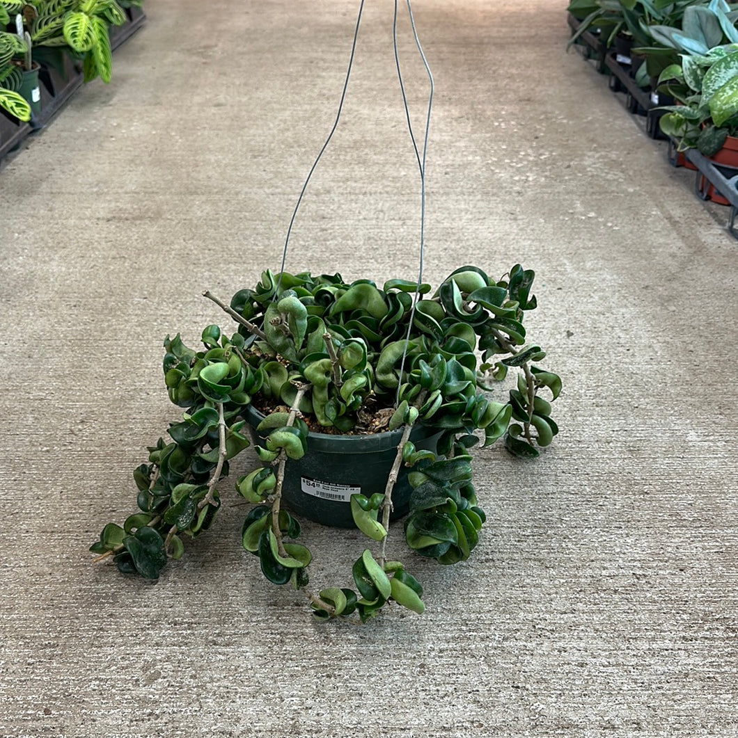 rope succulent plant Hoya compacta 8" HB