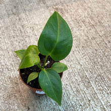 Load image into Gallery viewer, Anthurium Veitchii TC 2&quot;