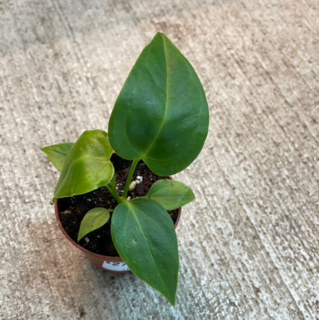 Anthurium Veitchii TC 2