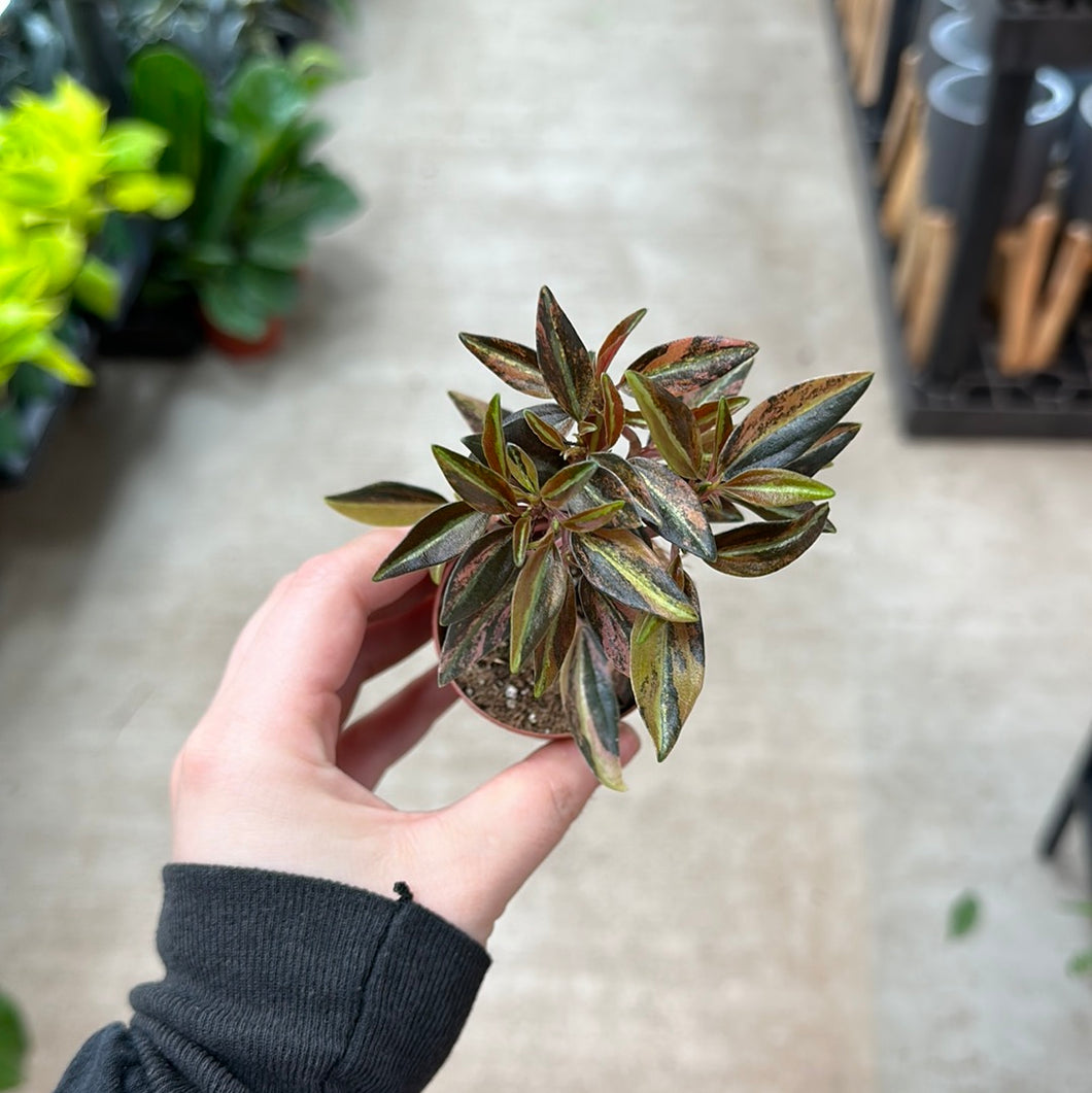 Peperomia Harmony's High Voltage 2