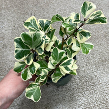 Load image into Gallery viewer, Ficus Triangularis Variegated 4&quot;