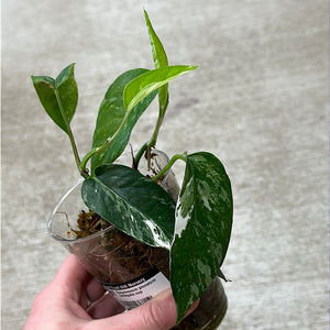 Epipremnum pinnatum variegata cup