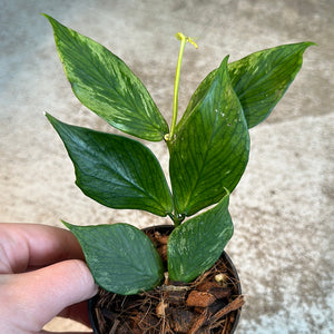 Hoya polyneura broget silver 3" - Fishtail Wax Plant