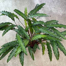 Load image into Gallery viewer, Calathea Rufibarba XL 6&quot;