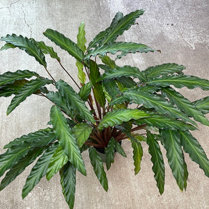 Calathea Rufibarba XL 6"