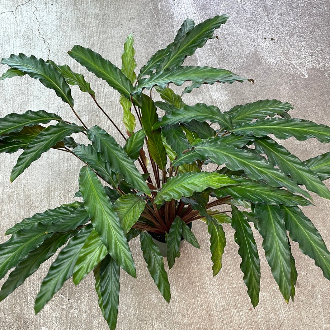 Calathea Rufibarba XL 6