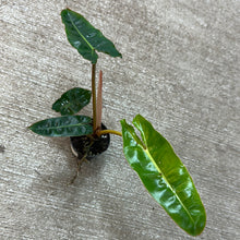 Load image into Gallery viewer, Philodendron Billietiae 2&quot; TC
