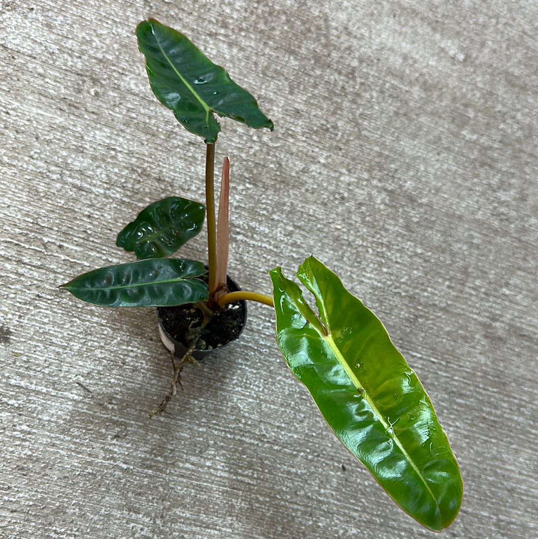 Philodendron Billietiae 2