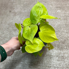 Load image into Gallery viewer, Philodendron &#39;Cordatum Lime&#39; 4&quot; - Heartleaf Philodendron